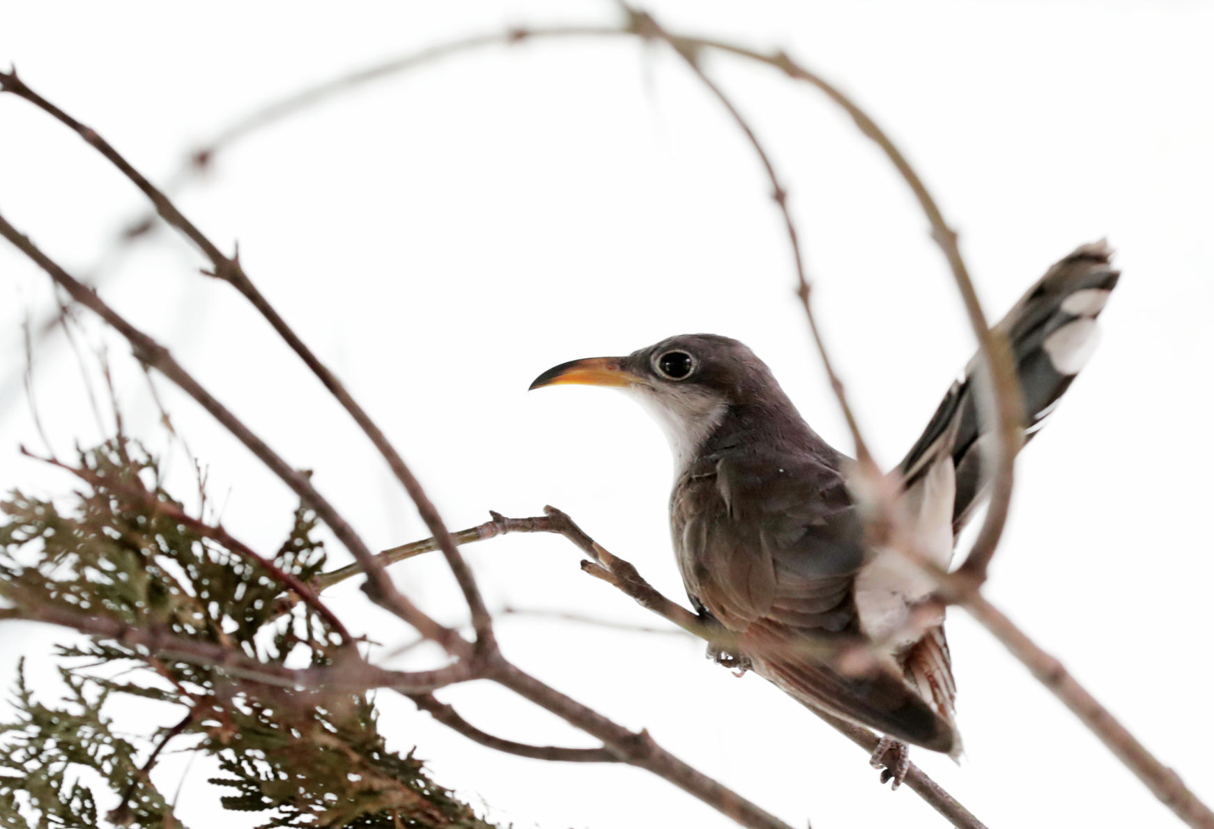 Yellow-billed cuckoo bird